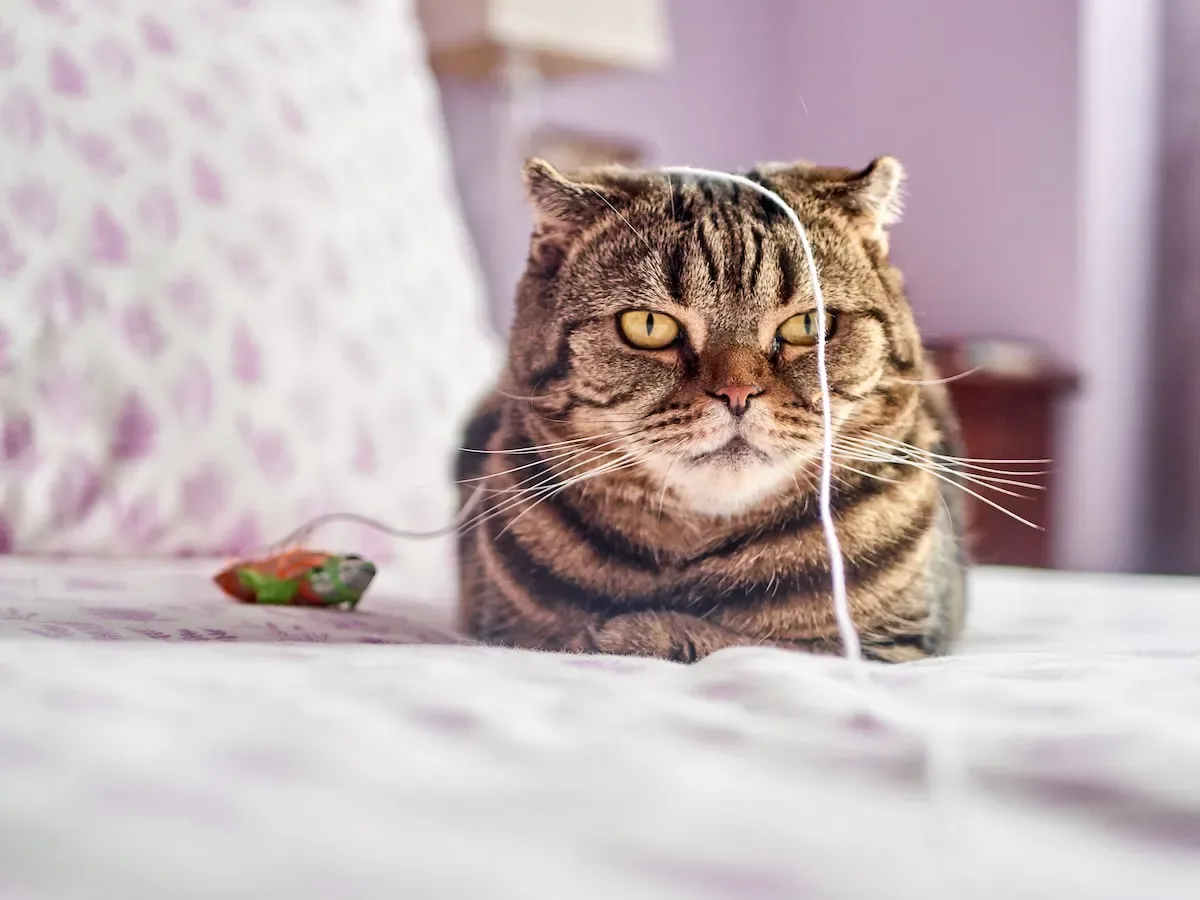 How Long Does Cat Allergy Last? Exploring The Duration Of This Pesky Problem