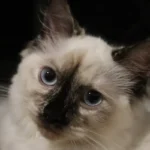 How Many Eggs Can a Cat Eat? Unveiling the Feline Egg Quandary
