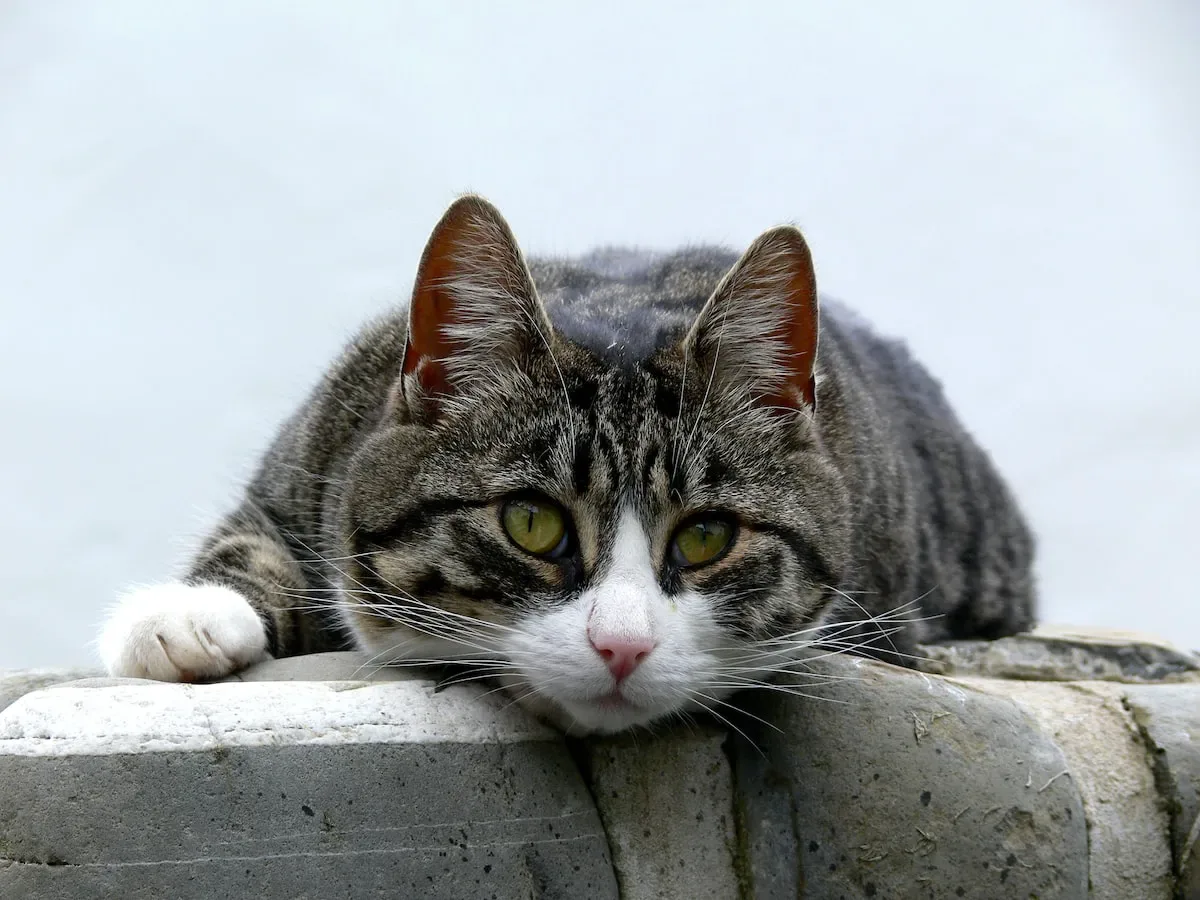 How Much Does It Cost To Feed A Cat Monthly?