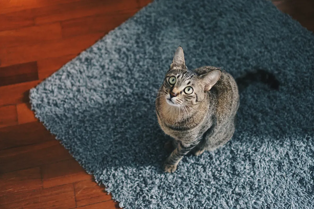How Much Water Does A Wee 2-Month-Old Kitten Need To Slurp Up?