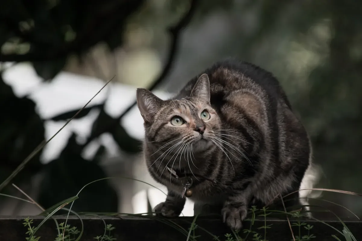 How To Help Starving Feral Cats