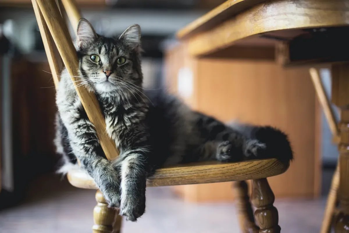How To Properly Add Water To Dry Cat Food For Kittens
