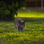 Hydrate Your Feline Friend: Adding Water to Dry Cat Food