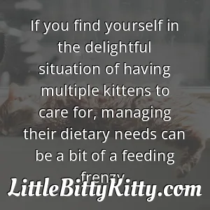 If you find yourself in the delightful situation of having multiple kittens to care for, managing their dietary needs can be a bit of a feeding frenzy.