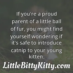 If you're a proud parent of a little ball of fur, you might find yourself wondering if it's safe to introduce catnip to your young kitten.
