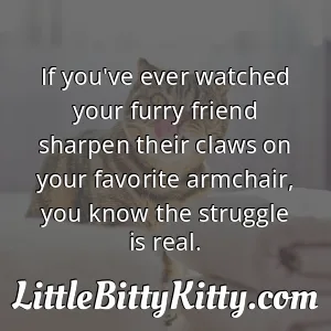 If you've ever watched your furry friend sharpen their claws on your favorite armchair, you know the struggle is real.