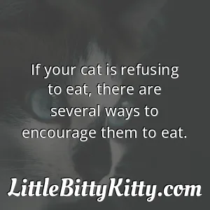 If your cat is refusing to eat, there are several ways to encourage them to eat.