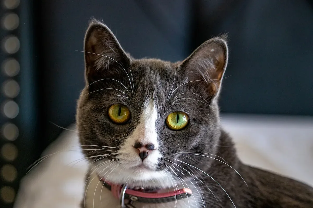 In The Claws Of Fear: Investigating Cats' Adaptive Strategies For Survival