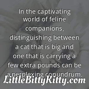 In the captivating world of feline companions, distinguishing between a cat that is big and one that is carrying a few extra pounds can be a perplexing conundrum.