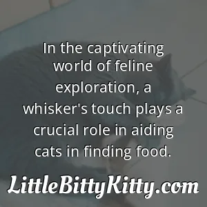 In the captivating world of feline exploration, a whisker's touch plays a crucial role in aiding cats in finding food.