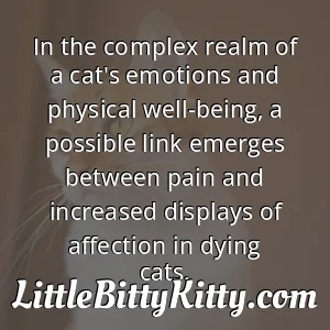 In the complex realm of a cat's emotions and physical well-being, a possible link emerges between pain and increased displays of affection in dying cats.