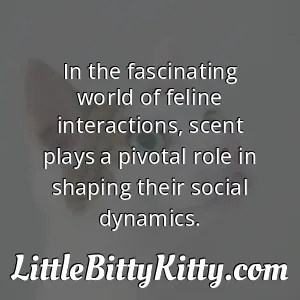 In the fascinating world of feline interactions, scent plays a pivotal role in shaping their social dynamics.