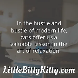 In the hustle and bustle of modern life, cats offer us a valuable lesson in the art of relaxation.