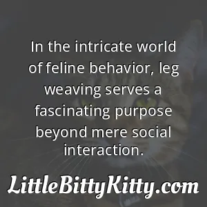 In the intricate world of feline behavior, leg weaving serves a fascinating purpose beyond mere social interaction.