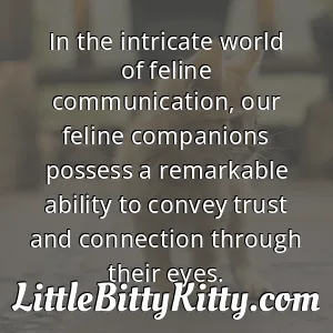 In the intricate world of feline communication, our feline companions possess a remarkable ability to convey trust and connection through their eyes.