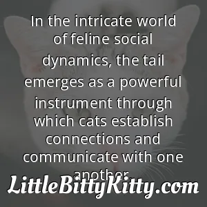 In the intricate world of feline social dynamics, the tail emerges as a powerful instrument through which cats establish connections and communicate with one another.