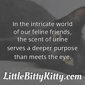 In the intricate world of our feline friends, the scent of urine serves a deeper purpose than meets the eye.
