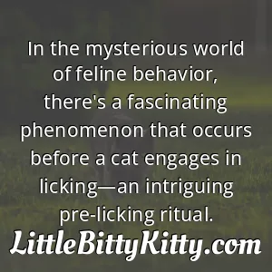In the mysterious world of feline behavior, there's a fascinating phenomenon that occurs before a cat engages in licking—an intriguing pre-licking ritual.