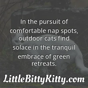 In the pursuit of comfortable nap spots, outdoor cats find solace in the tranquil embrace of green retreats.