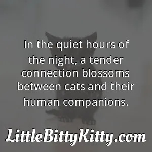 In the quiet hours of the night, a tender connection blossoms between cats and their human companions.