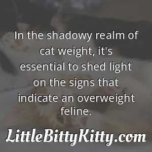 In the shadowy realm of cat weight, it's essential to shed light on the signs that indicate an overweight feline.