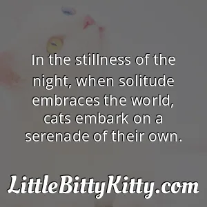 In the stillness of the night, when solitude embraces the world, cats embark on a serenade of their own.