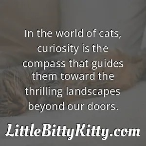 In the world of cats, curiosity is the compass that guides them toward the thrilling landscapes beyond our doors.