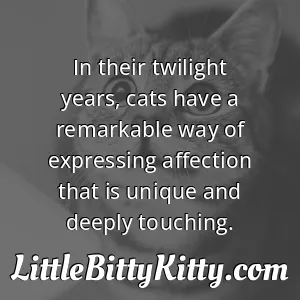 In their twilight years, cats have a remarkable way of expressing affection that is unique and deeply touching.