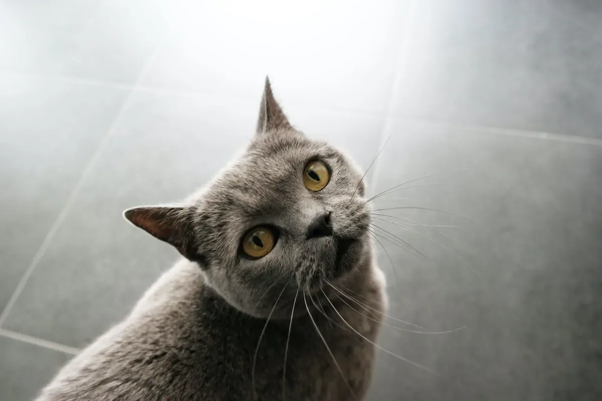 Ingrained Behavior: How Cats' Ancestral Traits Impact Their Aluminum Foil Rejection