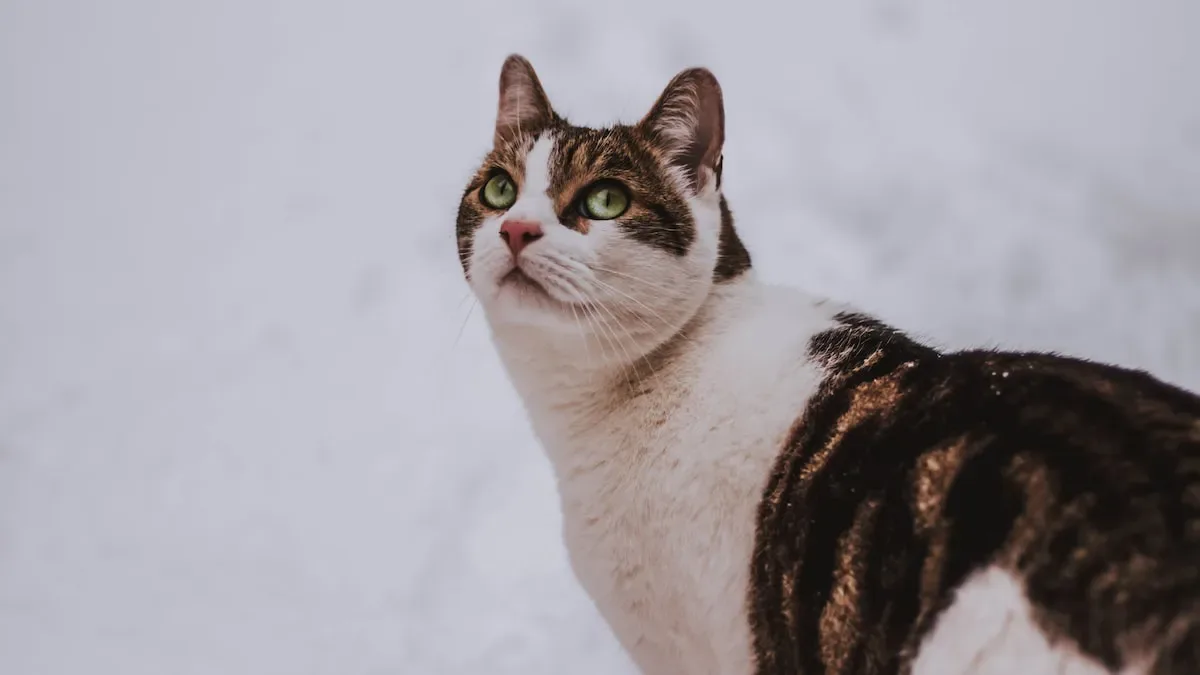 Is 1/4 Cup Of Cat Food Enough For Your Cat?