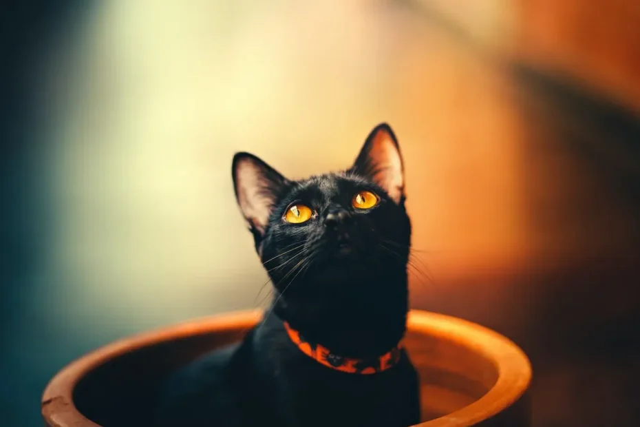 Is 15 Pounds Heavy for a Cat? Decoding Feline Weight Norms