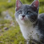 Is 9 Lives Cat Food Safe and Nutritious for Your Feline?