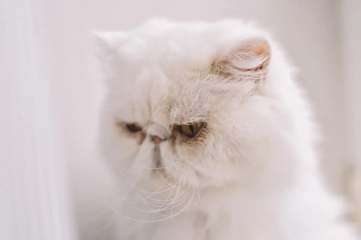 Is Boiled Chicken And Rice A Suitable Option For Cats With Sensitive Stomachs?