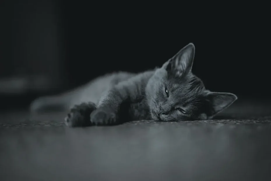 Is IAMS Cat Food Purr-fect for Your Feline Companion?