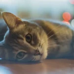 Is Ice in Cats' Water Safe? Unveiling the Truth Behind Chilled Hydration