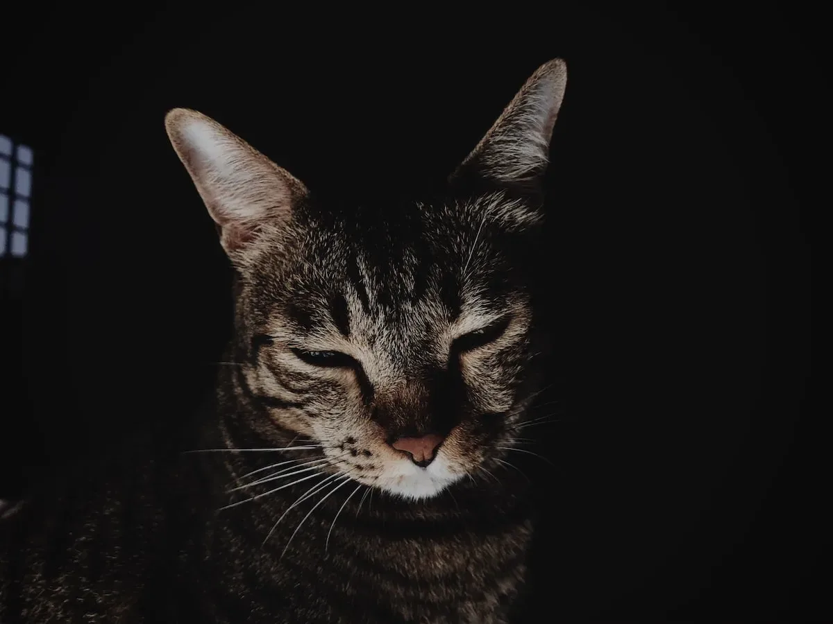 Is It Safe To Feed Your Cat Canned Tuna Every Single Day?
