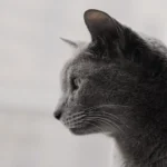Is Meow Mix Good for Cats? A Comprehensive Review
