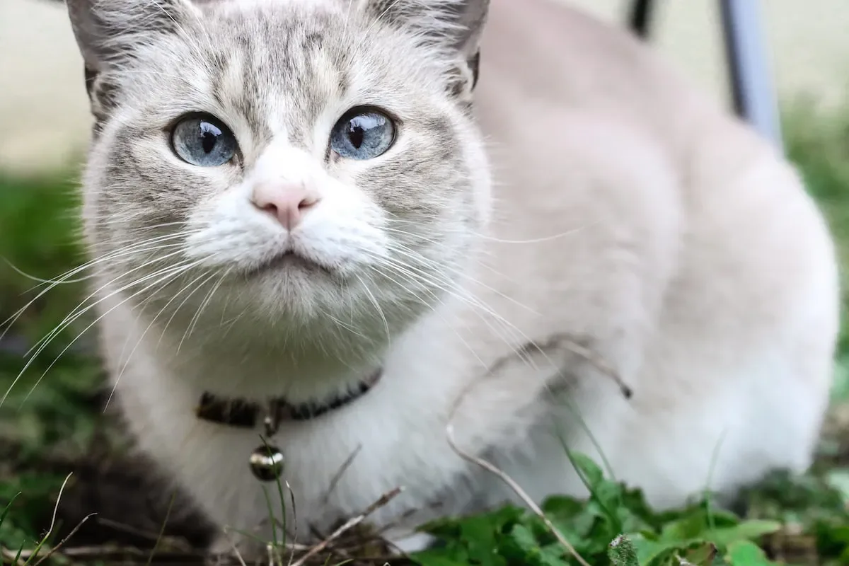 Is My Cat Overeating?
