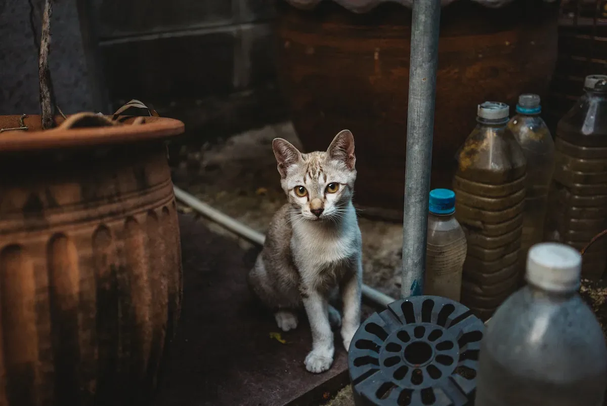 Is Prescription Food Worth The Cost For Healthy Cats?