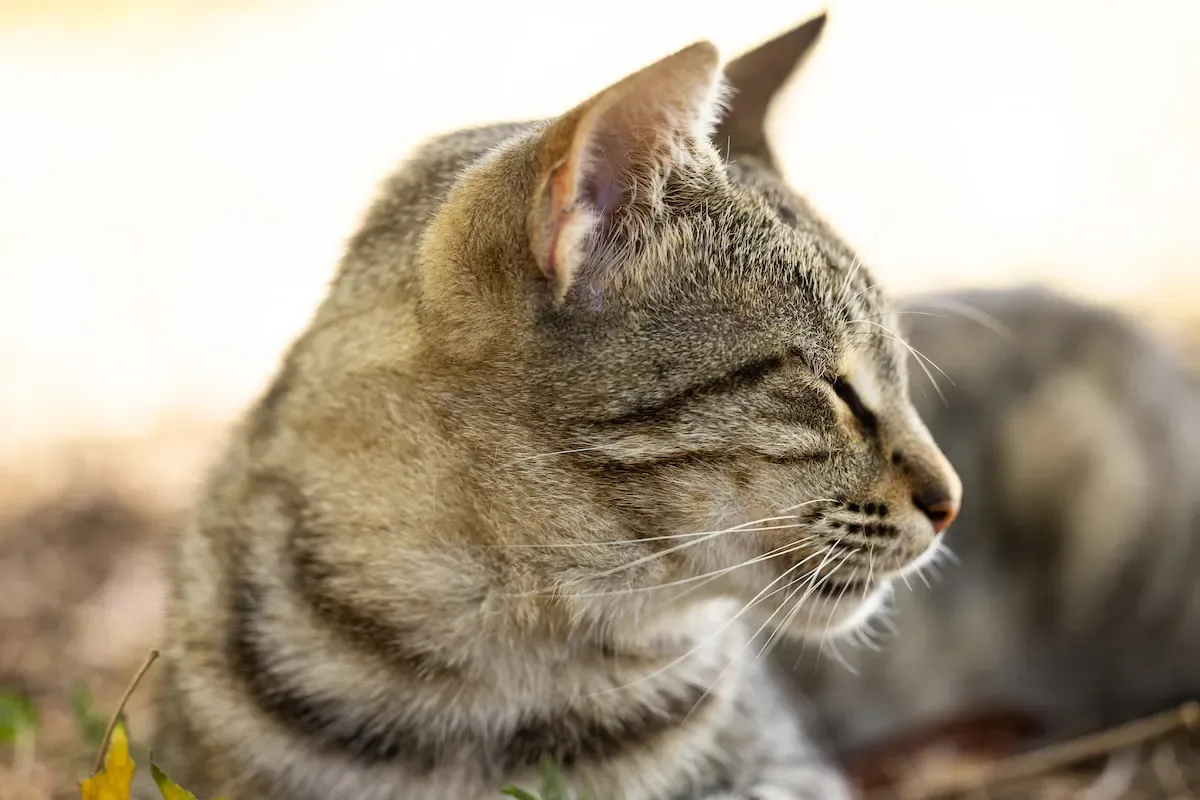 Is Purina Cat Food Good For Cats With Dietary Restrictions?