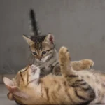 Is Purina Pro Plan Wet Food a Purrfect Choice for Your Cat?