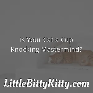 Is Your Cat a Cup Knocking Mastermind?