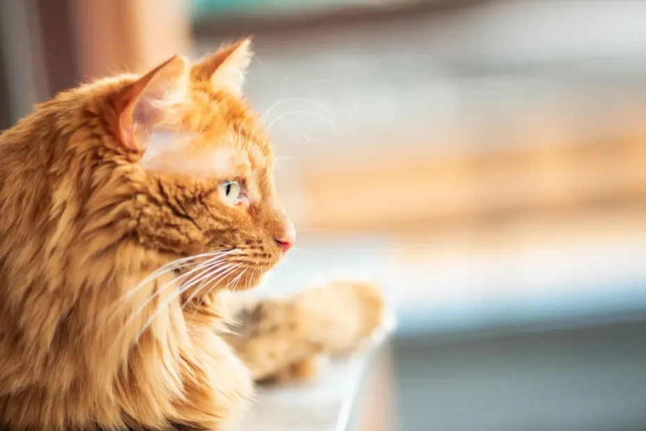 Is Your Feline Fluffy or Fat? Decoding Cat Weight for a Healthy Companion