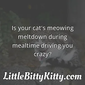 Is your cat's meowing meltdown during mealtime driving you crazy?