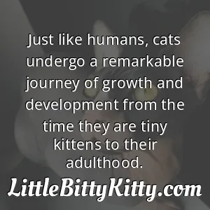 Just like humans, cats undergo a remarkable journey of growth and development from the time they are tiny kittens to their adulthood.