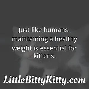 Just like humans, maintaining a healthy weight is essential for kittens.