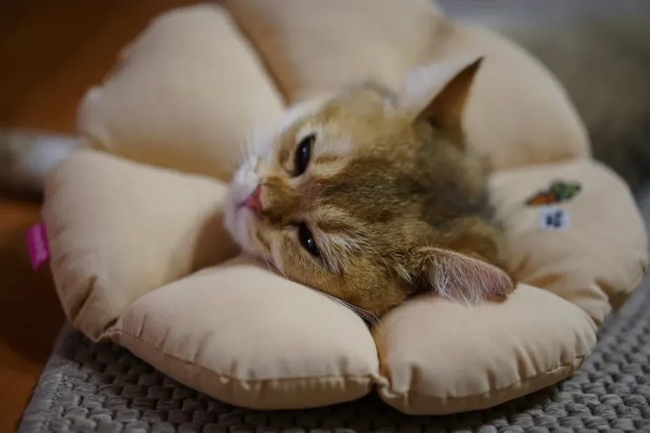 Kitten Naptime 101: How Much Do 8-Week-Old Kittens Sleep?