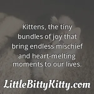 Kittens, the tiny bundles of joy that bring endless mischief and heart-melting moments to our lives.