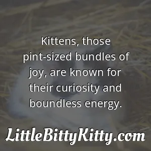 Kittens, those pint-sized bundles of joy, are known for their curiosity and boundless energy.