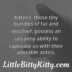 Kittens, those tiny bundles of fur and mischief, possess an uncanny ability to captivate us with their adorable antics.